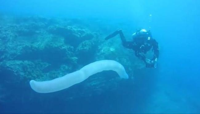 Pirossomas: entenda quem são as criaturas de até 18 m que ameaçam o ecossistema marinho