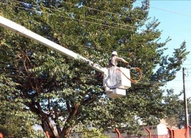 Poda de árvores próxima à rede elétrica causa mortes todo ano
