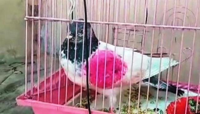 Pombo acusado de ser espião é detido na Índia