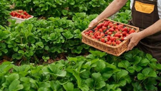 Popularização do ‘morango do amor’ chama atenção para força da produção no ES