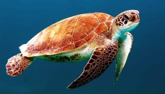 Por que as tartarugas vivem tanto tempo e outros animais, tão pouco?