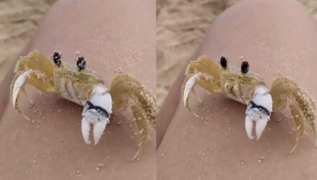 Por que caranguejo limpa os olhos?