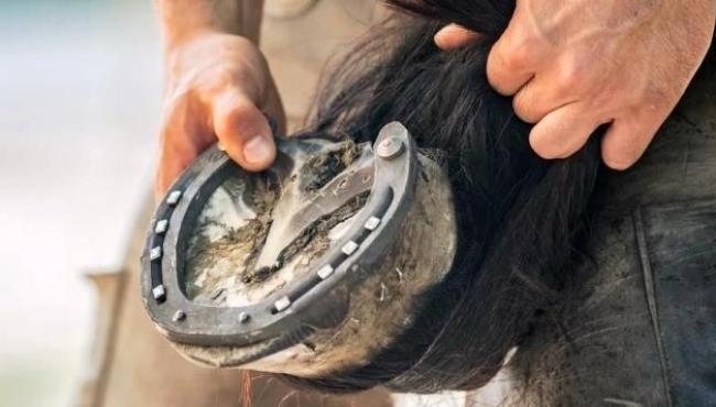 Por que cavalos precisam de ferraduras e vacas não?