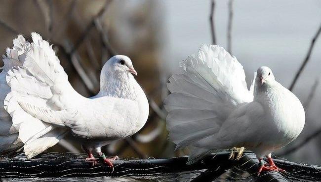 Posso ter um pombo como bicho de estimação? Veterinário tira dúvidas