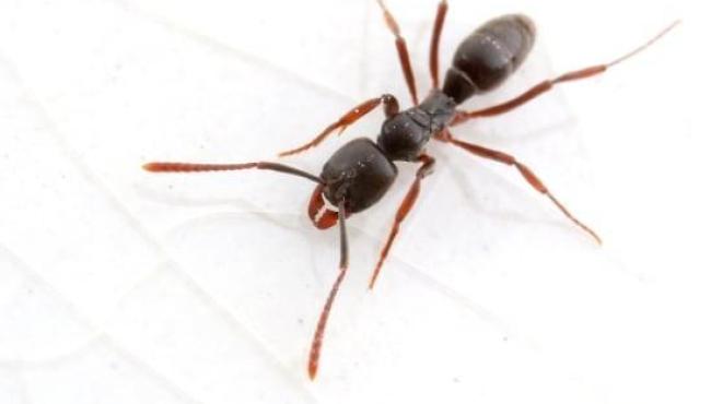 Praga invasora com veneno mortal se espalha pelos EUA e deixa cientistas em alerta