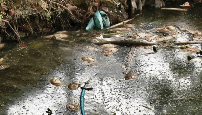 Prefeitura analisa morte de peixes em lagoa de Linhares, ES
