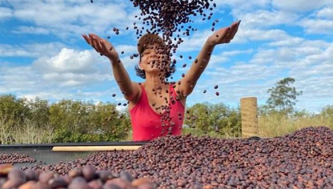 Primeira estimativa oficial de safra 2026 indica crescimento da produção de café no Espírito Santo