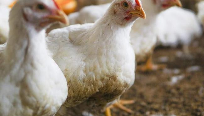 Primeiro caso de gripe aviária em ave doméstica no Brasil é registrado na Serra, ES