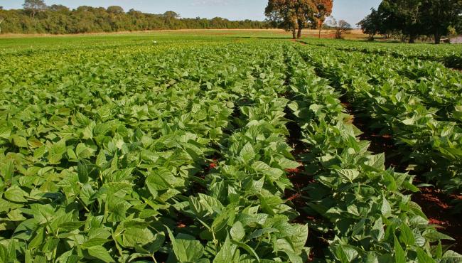 Primeiros dias do feijão exigem atenção do agricultor