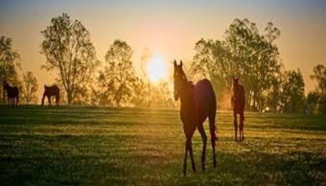 Principais cuidados com os cavalos durante o verão