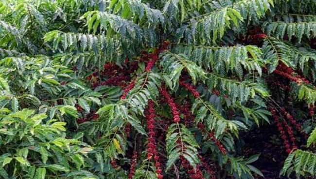 Produção agrícola do Espírito Santo cresce em 2024 e café puxa valorização