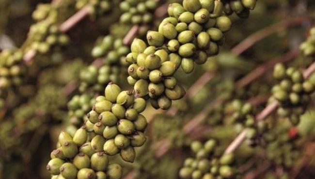 Produção Agropecuária do Espírito Santo bate recorde histórico e chega a R$ 31,2 bilhões
