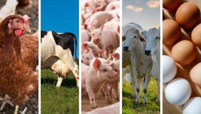 Produção animal no Espírito Santo tem alta no abate de aves e ovos