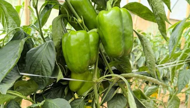 Produção capixaba de pimentão é impulsionada por preços e cultivo protegido