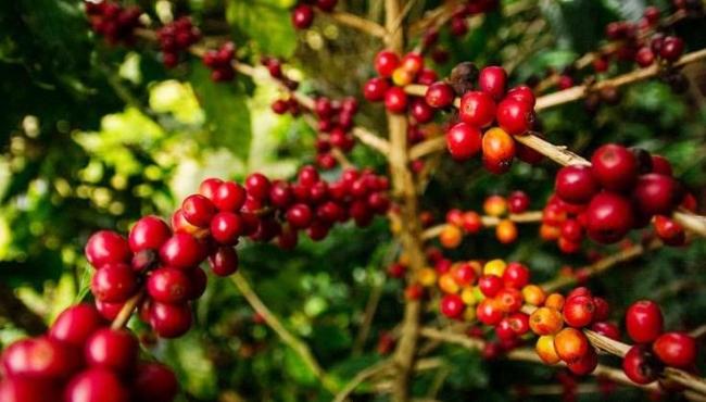 Produção de café contribui para o crescimento do PIB em municípios do Espírito Santo