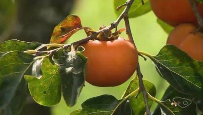Produção de caqui em meio a outras culturas ganha espaço nas lavouras e vira alternativa de renda de agricultores no ES