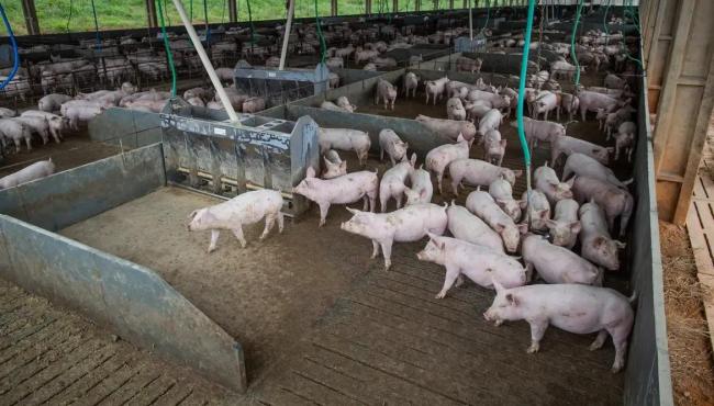 Produção de carne suína e de frango terá volume recorde em 2026