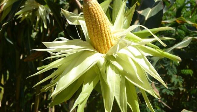 Produção de frutas e hortaliças recebe atenção especial no Espírito Santo