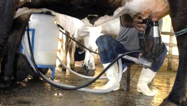 Produção de leite bate recorde mesmo com redução de vacas ordenhadas