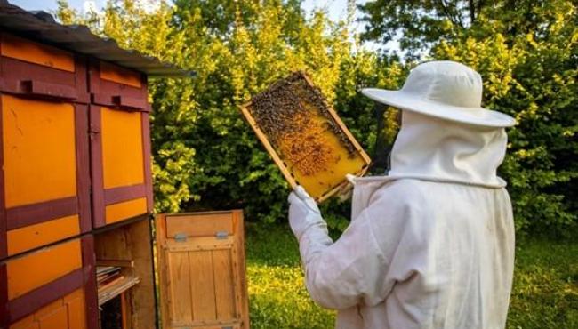 Produção de mel cresce 55% no Espírito Santo e Estado projeta chegar a mil toneladas até 2032