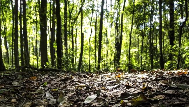Produção florestal no país alcança recorde de R$ 47,9 bilhões em 2025