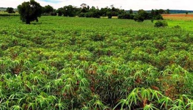 Produtores adaptam práticas de plantio direto para cultivar mandioca