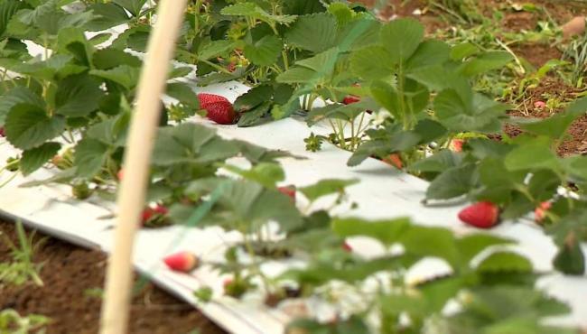 Produtores apostam no cultivo de morangos em Colatina, uma das cidades mais quentes do ES