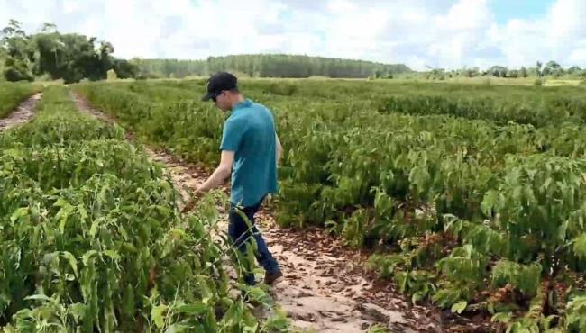 Produtores perdem plantações de café e pimenta após chuva de granizo no ES