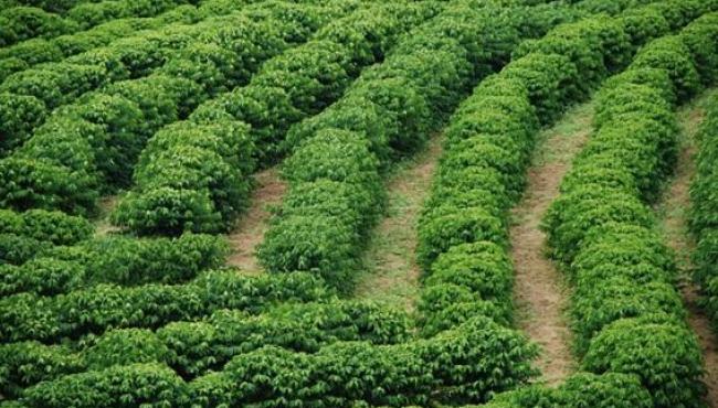 Projeto de Cafeicultura Sustentável fortalece produção e qualidade do café no Espírito Santo