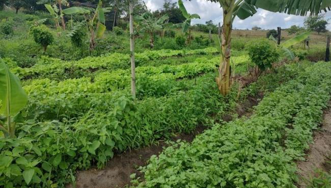 Projeto de incentivo à agroecologia faz a diferença para agricultores familiares no Norte do ES