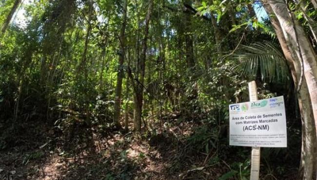 Projeto vai fornecer sementes da Mata Atlântica para agricultores do Espírito Santo implantarem agroflorestas