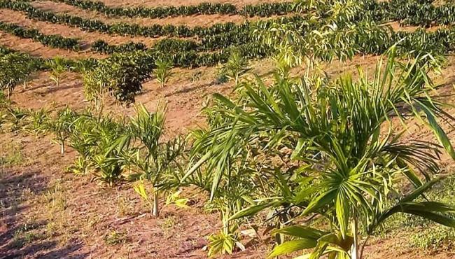 Proprietários rurais investem na conservação ambiental por meio do Programa Reflorestar