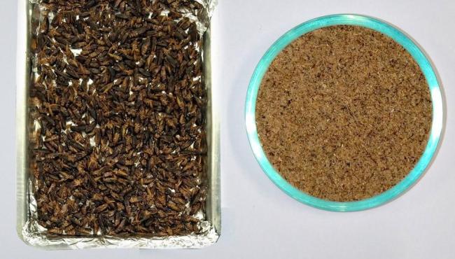 Proteína de grilo: cientista encontra forma mais aceitável de introduzir insetos na dieta brasileira