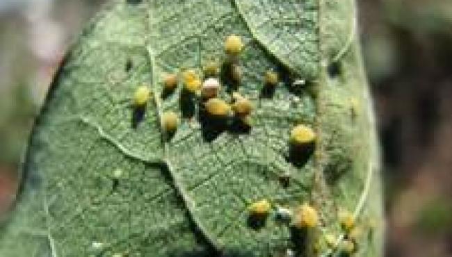 Pulgão-do-algodoeiro ameaça produtividade e exige manejo precoce