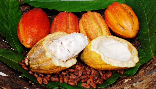 Qualidade e preço atraem produtores de cacau no Espírito Santo