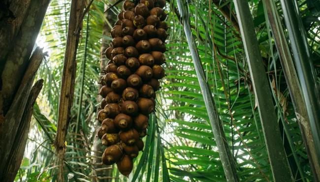 Quebradeiras de babaçu melhoram produção, mas convivem com ameaças