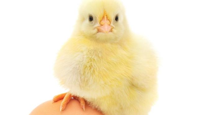 Quem veio primeiro: o ovo ou a galinha?