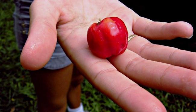 Rainha da vitamina C, a acerola ajuda na menopausa e no estresse