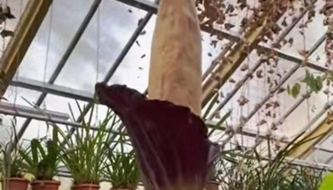 Raríssima “planta pênis” de 2 metros de altura floresce na Holanda