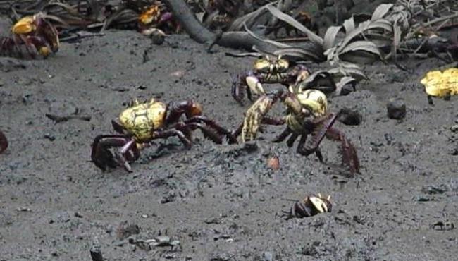 RDS Concha D’Ostra reforça alerta sobre o período de defeso do caranguejo-uçá
