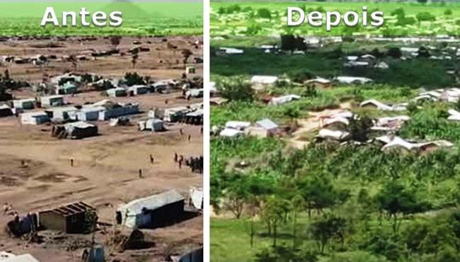 Refugiados nigerianos transformam acampamento no deserto em floresta autossustentável
