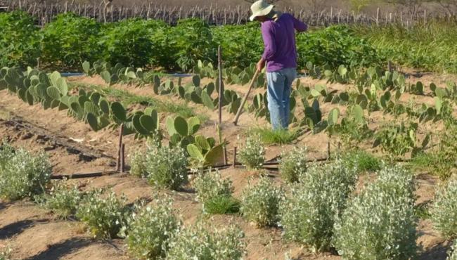 Rendimento de trabalhador rural sobe 5,5% no 1º trimestre