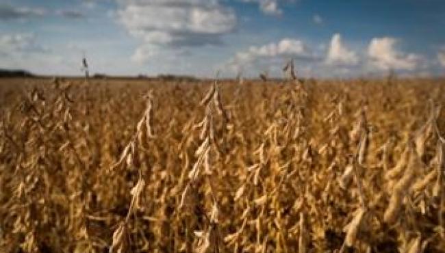 Reta final da safra é o período mais crítico da produção de soja