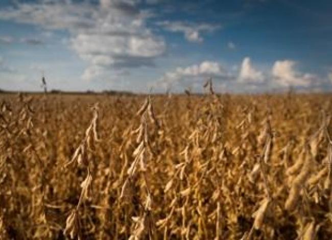 Reta final da safra é o período mais crítico da produção de soja