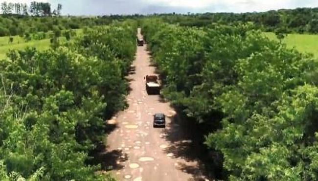 Rodovia esburacada no ES vira desvio da BR-101 e asfalto fica ainda pior; ‘Mais fácil passar no meio das árvores’