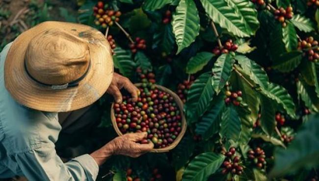 Safra de café no Espírito Santo deve crescer 23% em 2025