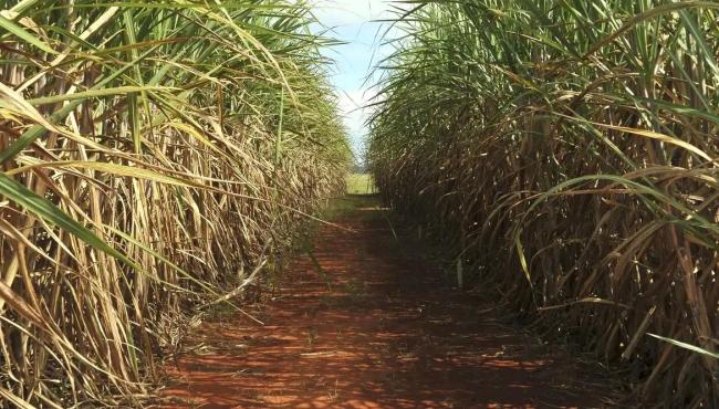 Safra de cana-de-açúcar deve crescer 4,7% em relação ao ano de 2025