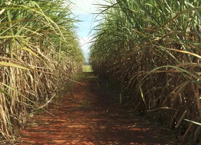 Safra de cana-de-açúcar deve crescer 4,7% em relação ao ano de 2025