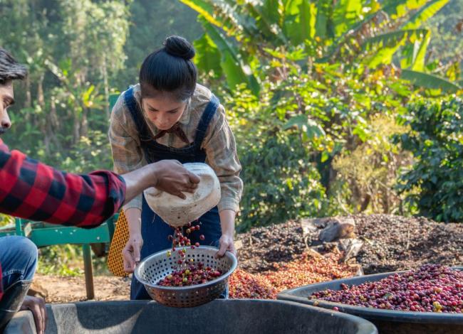 Safra do café impulsiona contratações e Espírito Santo cria 3,6 mil empregos formais