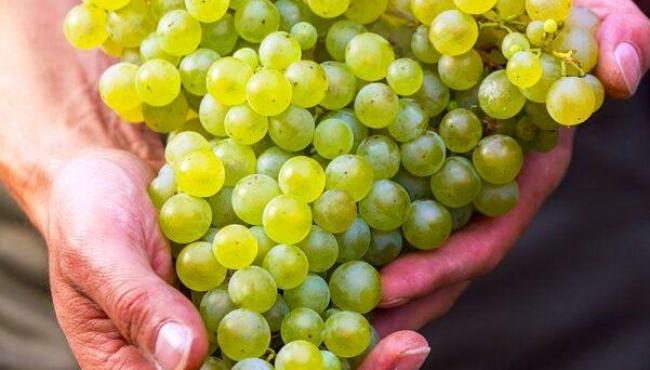 Santa Teresa é o maior produtor de uvas e vinho do Espírito Santo